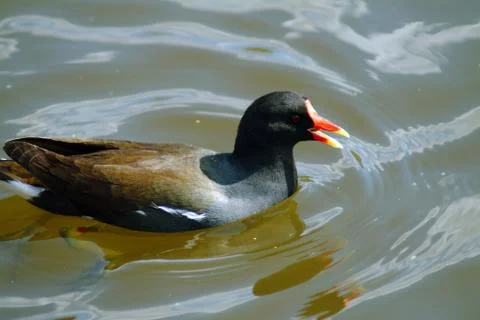 Moorhen Stock Photos