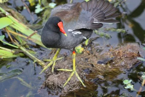 Moorhen Stock Photos