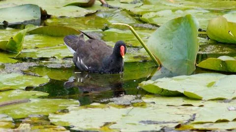 Moorhen Stock Photos