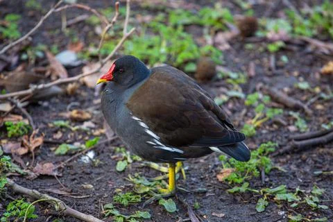Moorhen 写真素材
