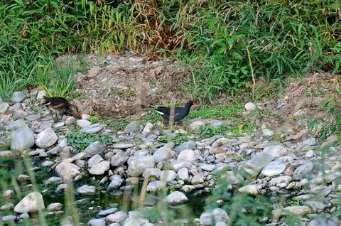 Moorhen in  river 写真素材