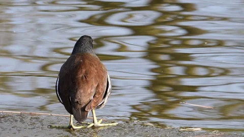 Moorhen sit on ice Stock Footage 91856949