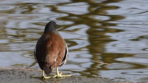 Moorhen sit on ice Video stock 92898876