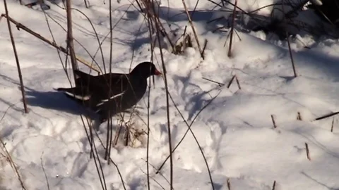 Moorhen in snow Stock Footage 97210562
