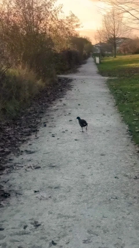 Moorhen Walking On Dirt Path In Park At Sunset 4K 스톡 동영상 321808641