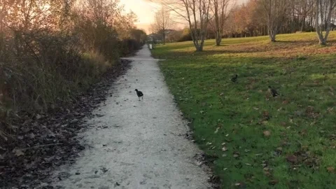 Moorhen Walking On Dirt Path In Park At Sunset 4K 스톡 동영상 321808655