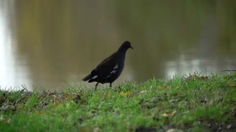 Moorhen walking in grass Video stock 145158304