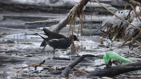 Moorhen is walking on water full of garbage, 4K slomo Stock Footage 169075219