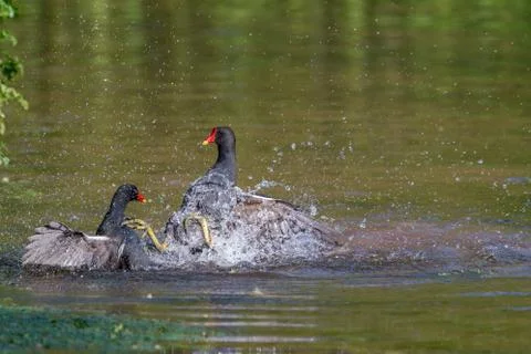 Moorhens fighting Stock Photos