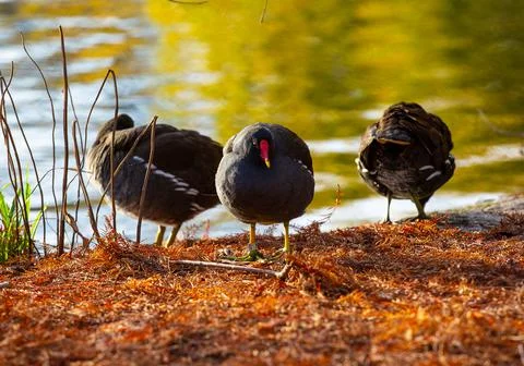 Moorhens 写真素材