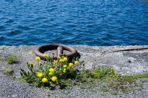 Mooring loop and dandelions Stock Photos