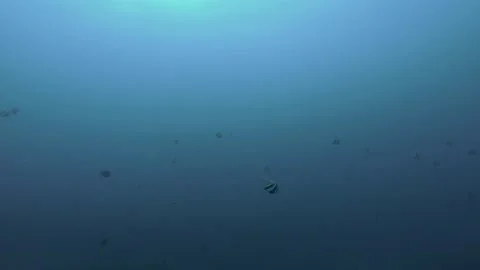 Moorish Idol Chase Vidéo 147428256