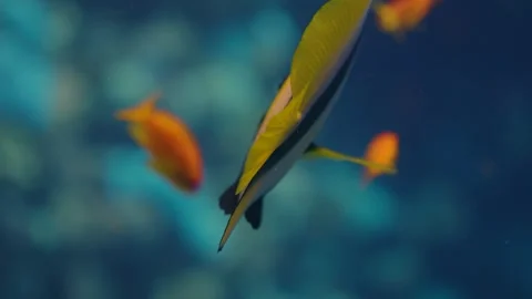 Moorish idol  colorful fish while exploring a vibrant coral reef in clear waters Stock Footage 319288682