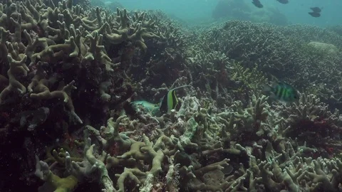 Moorish idol feeding on a hard coral reef Stock Footage