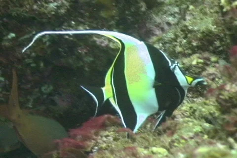 Moorish idol fish 库存影片 672547