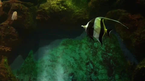 Moorish idol fish Stock Footage 50314124