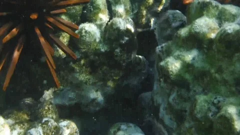 Moorish Idol fish Stock Footage 107113217