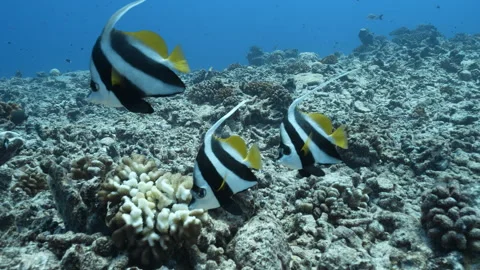 Moorish idol fish swimming in Rangiroa Reef Stock Footage 301150053