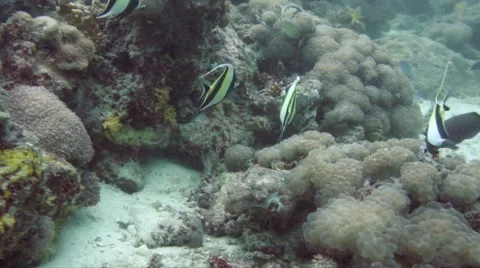 Moorish idol fish underwater Stock Footage 45855754