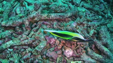 Moorish idol Stock Footage 351068