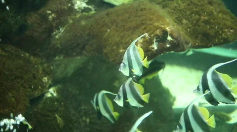 Moorish Idol Stock Footage 788347