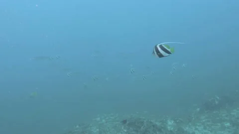 Moorish Idol School Stock Footage 149899379