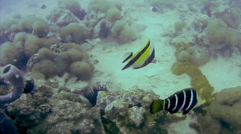 A Moorish Idol is seen while diving the Indian Ocean in Zanzibar, Tanzania. Stock Footage 35507049