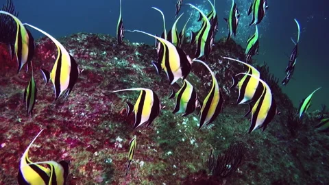 Moorish idols dance through the reefs of Mexico's blue waters Stock Footage 312529830