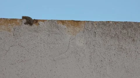 Moorish wall gecko running fast along an old weathered concrete wall against Vídeo Stock 344771591