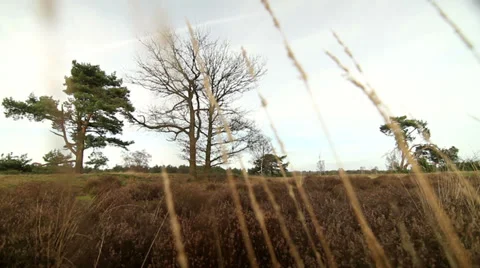 Moorland 1 Stock Footage 33927070