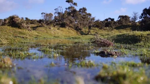 Moorland pools &amp; ponds Stock Footage 85089148