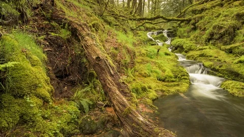 Moorland Stream Stock Footage 108552908