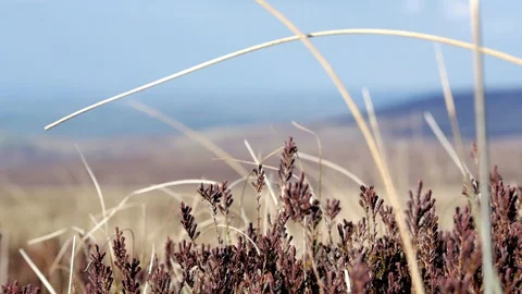 Moorland View through Heather Stems Cuilcagh Mountain Park Northern Ireland Stockbeeldmateriaal 98430657