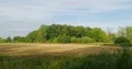 Moory cultivated grassland nature reserve panning at sunny day 4k or 4k+ Resolution