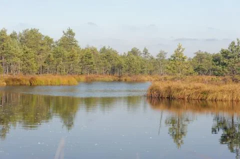 Moory landscape with a big bog-pool Stock Photos