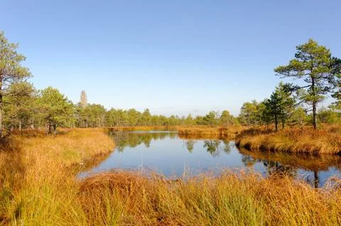 Moory landscape with bog-pool Stock Photos