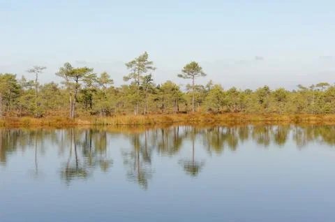 Moory landscape with bog-pool Stock Photos