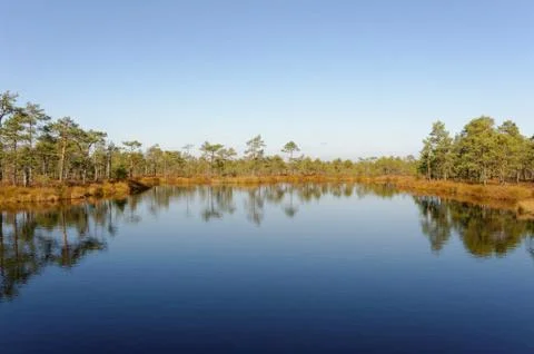 Moory landscape with bog-pool Stock-Fotos