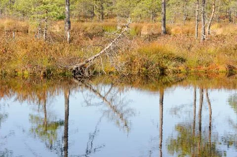 Moory landscape with bog-pool Foto stock