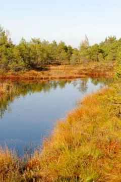 Moory landscape with bog-pool Foto stock