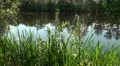 Moory pond with hunting dragonflies HD Footage