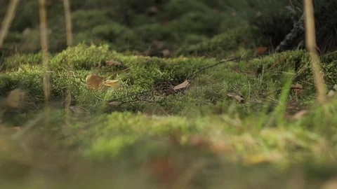 Moos in the autumn forest Stock Footage 82276562