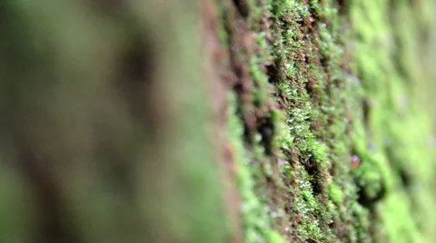 Moos close up in national park Stock Footage 39989207