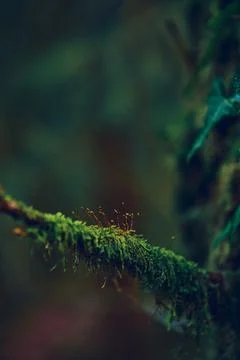 Moos growing on a small branch of a tree Stock Photos
