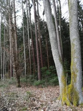 MOOS on the tree Stock Photos