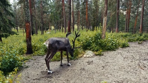Moose 01 30fps Stock Footage 144399066