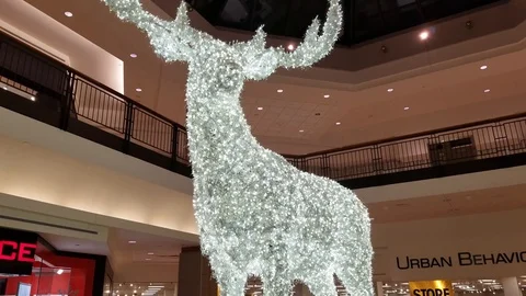 Moose 1 Stock Footage 101857313