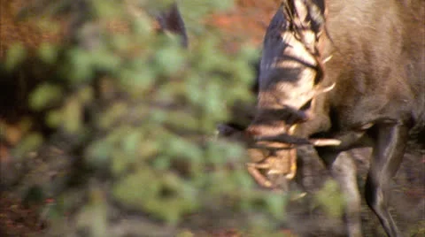 Moose 10 Stock Footage