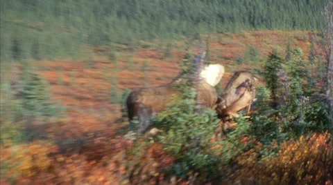 Moose 11 Stock Footage