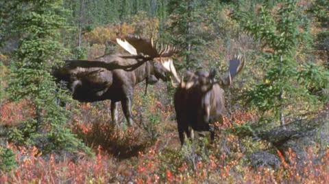 Moose 12 Stock Footage